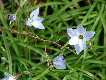 Ipheion uniflorumOude wijfjes bestellen